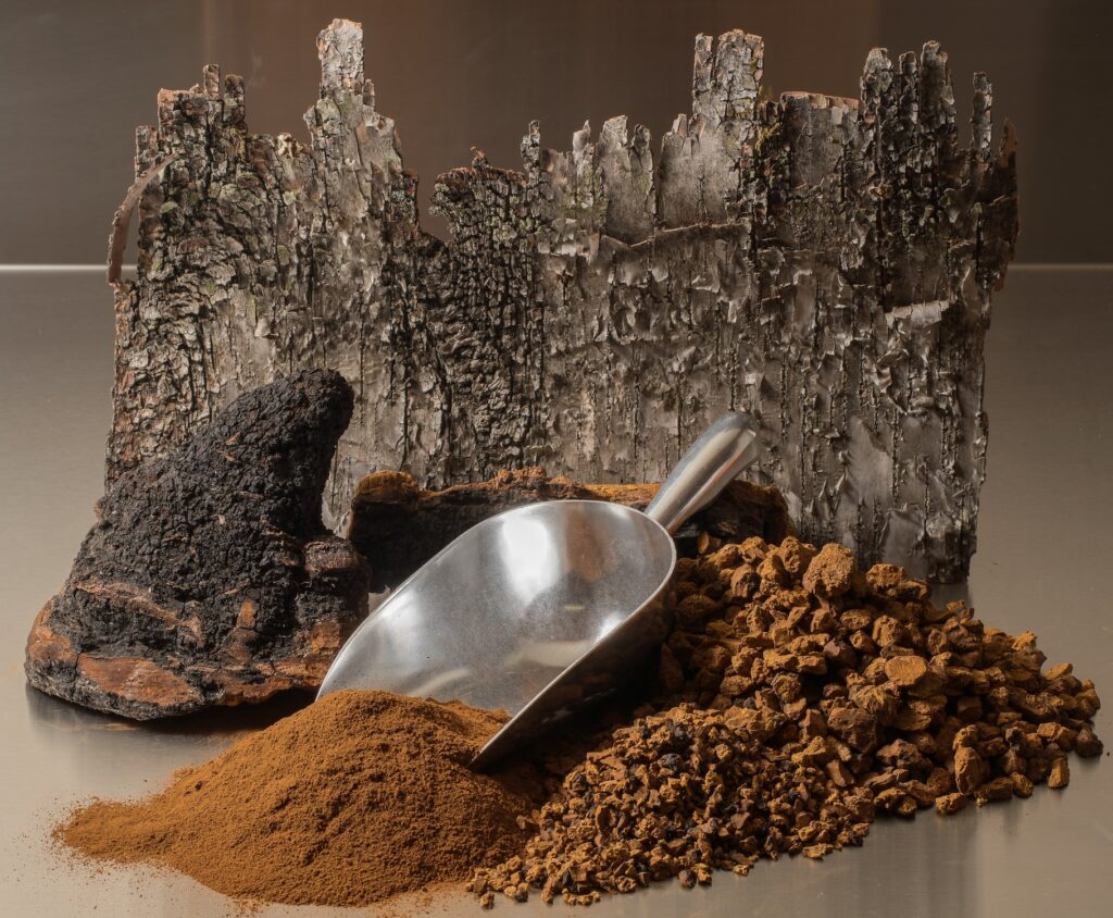 Chaga mushroom wholesale